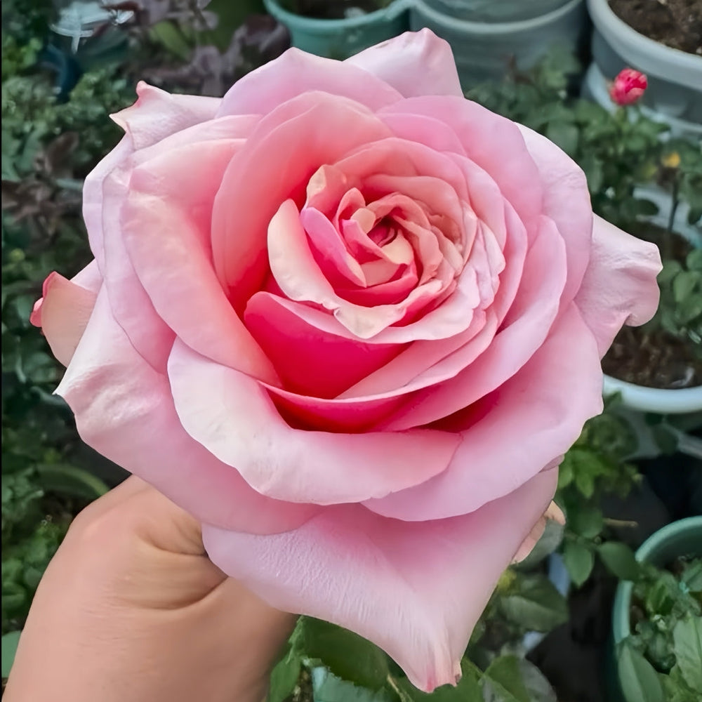 Pink Wave Rose