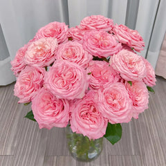 Pink Yan Rose