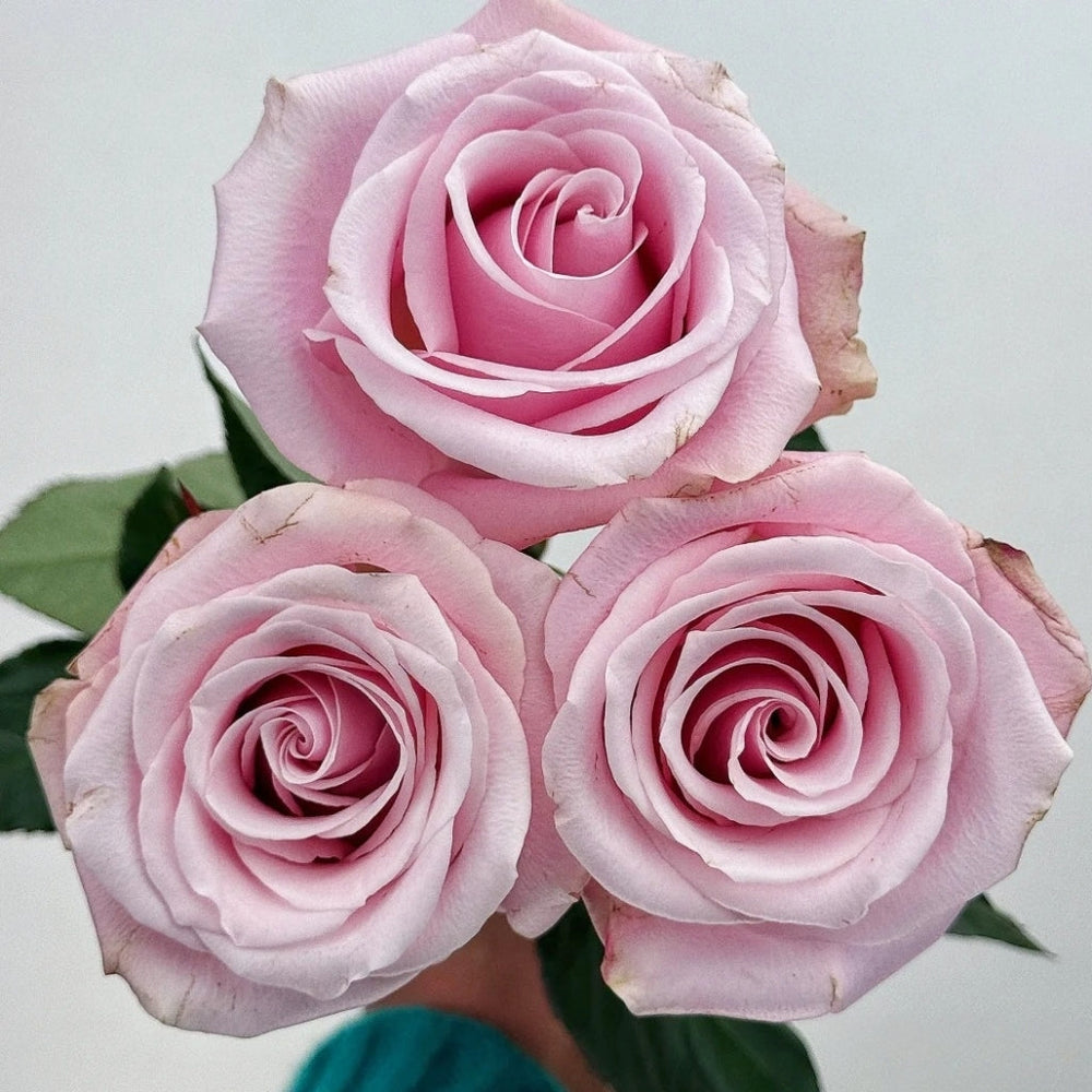 Pinky Promise Rose