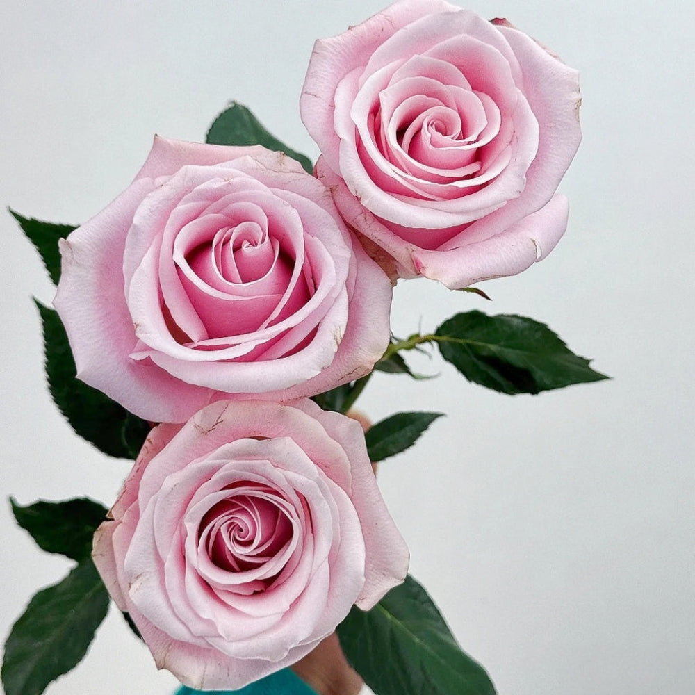 Pinky Promise Rose