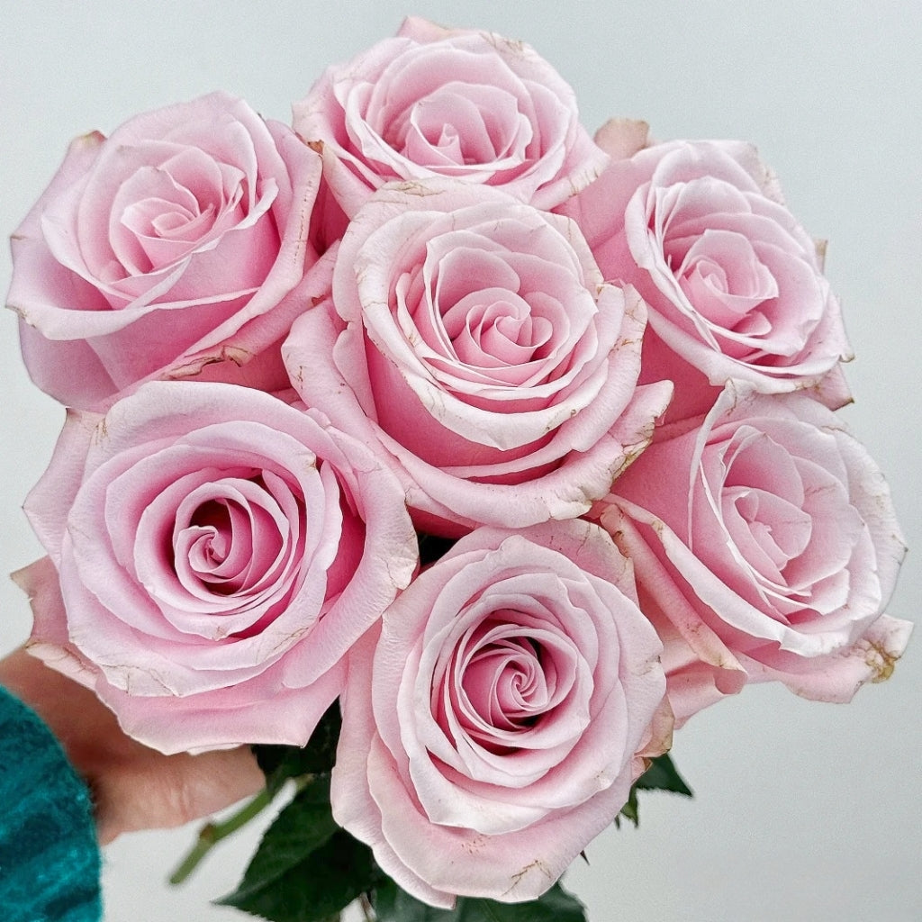 Pinky Promise Rose
