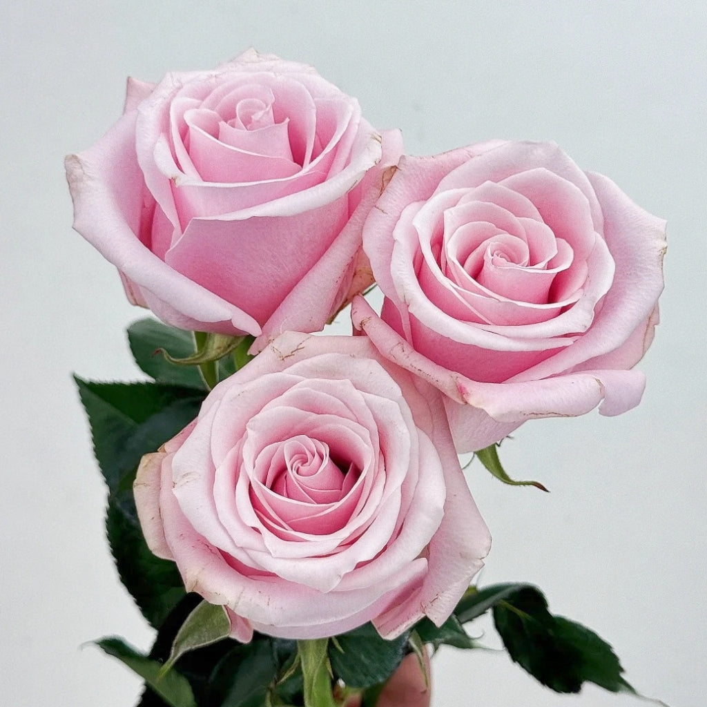 Pinky Promise Rose