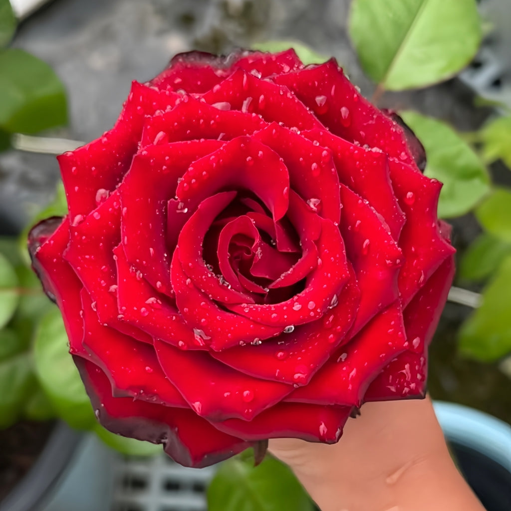 Pinot Noir Rose