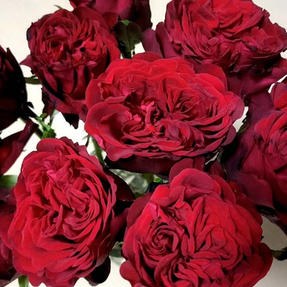 Pinot Noir Rose
