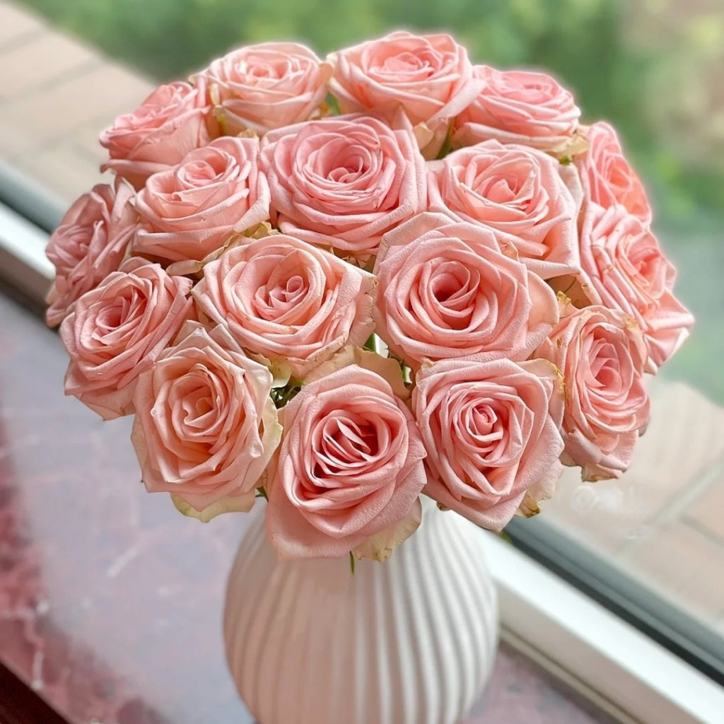 Plato Rose