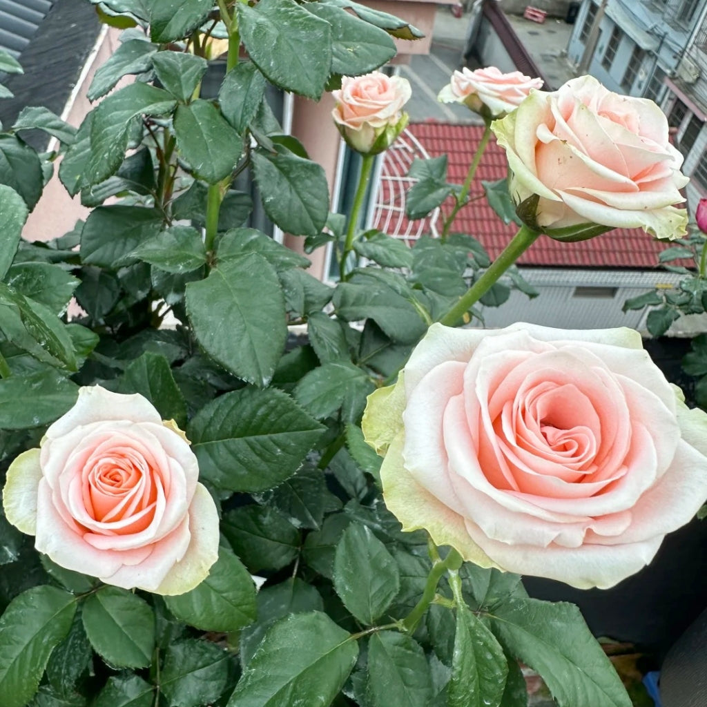 Plato Rose