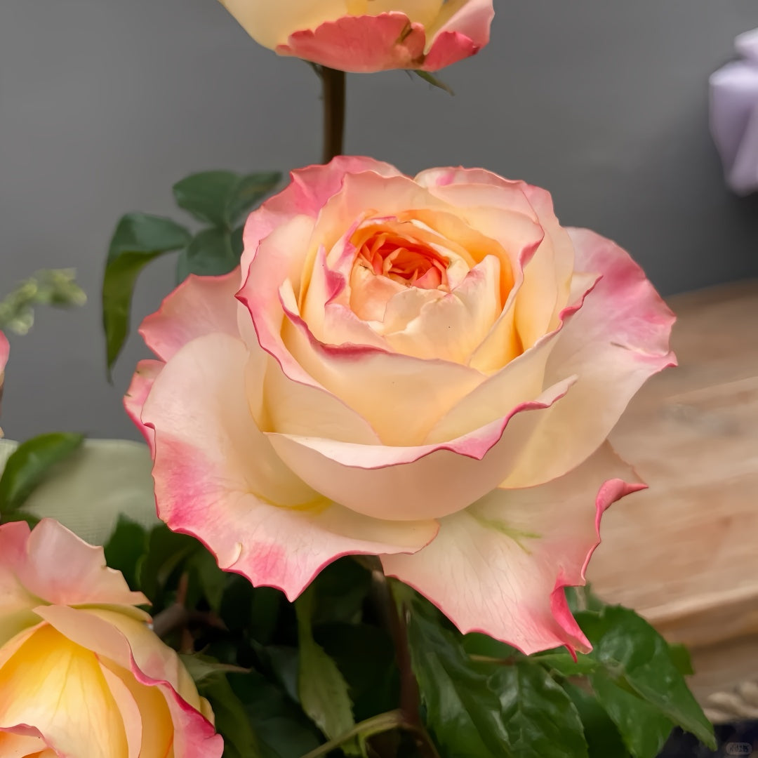 PoeticaRosePlant 01