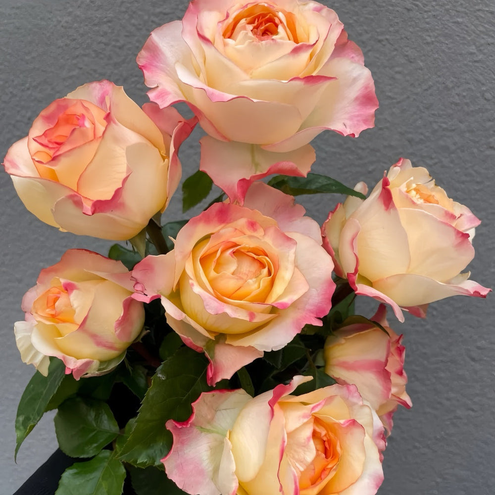 PoeticaRosePlant 02