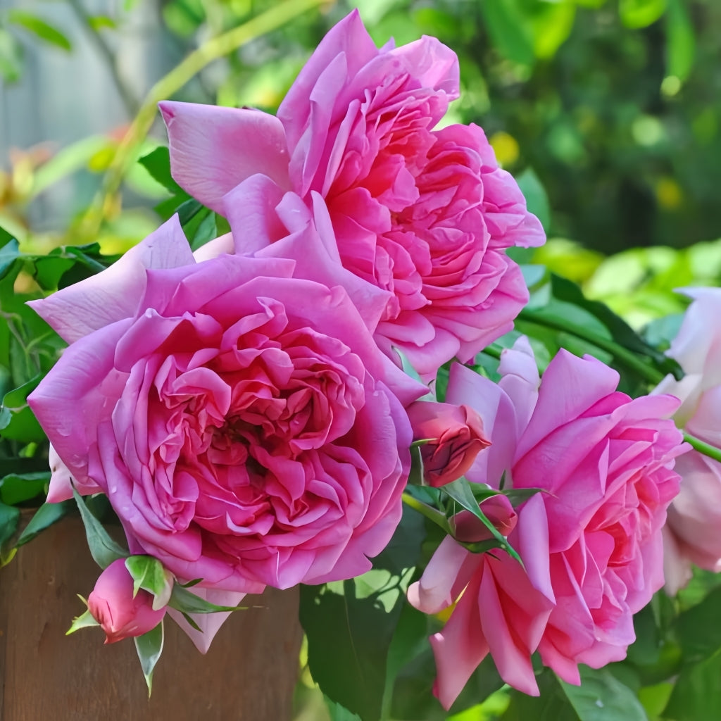 Pompadour Rose