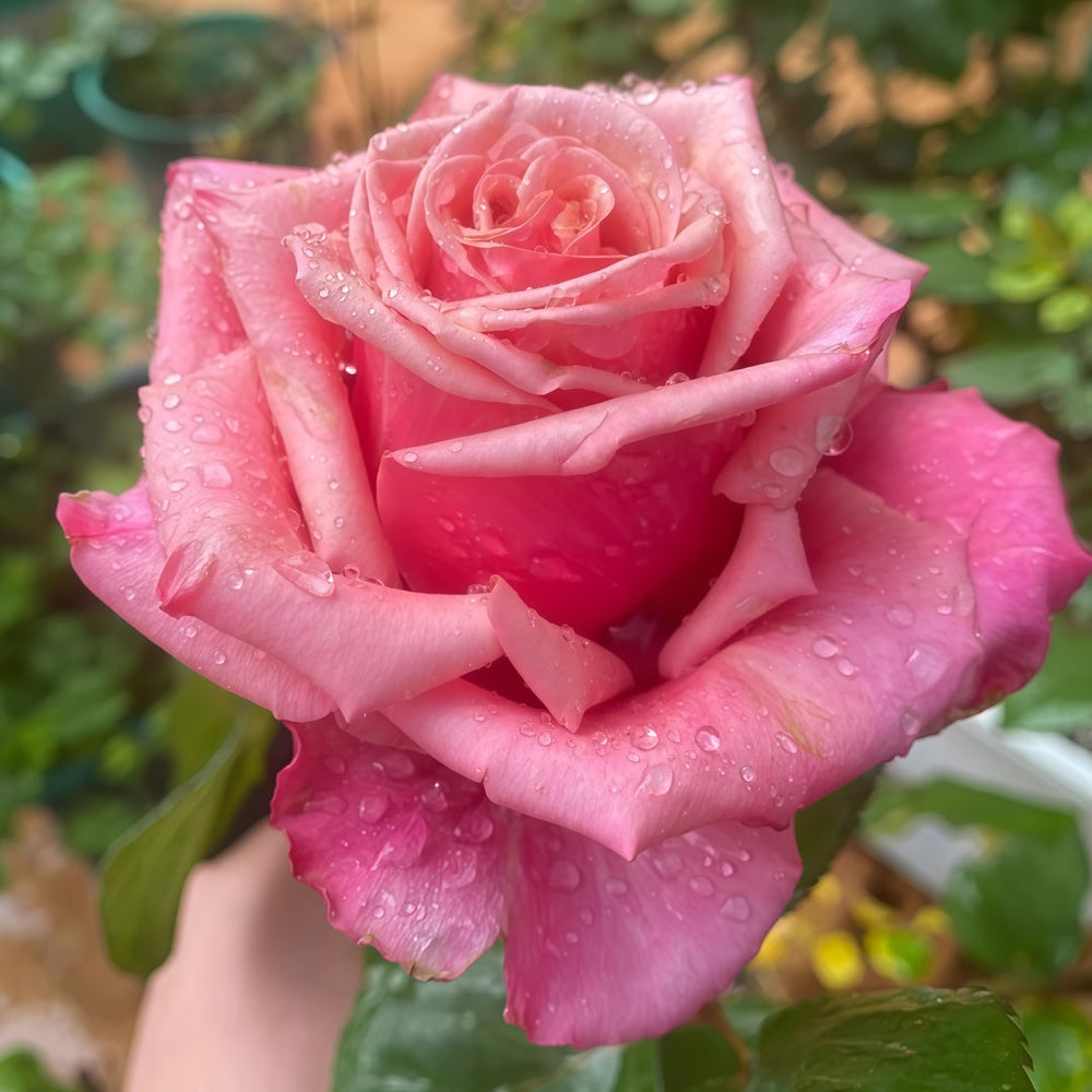 Pompidou Rose