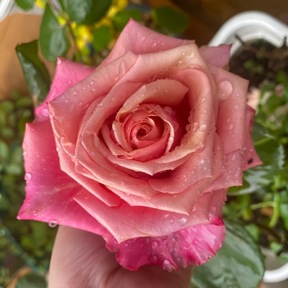 Pompidou Rose