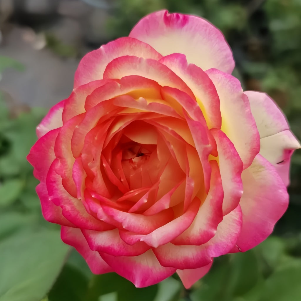 Pop Star Rose