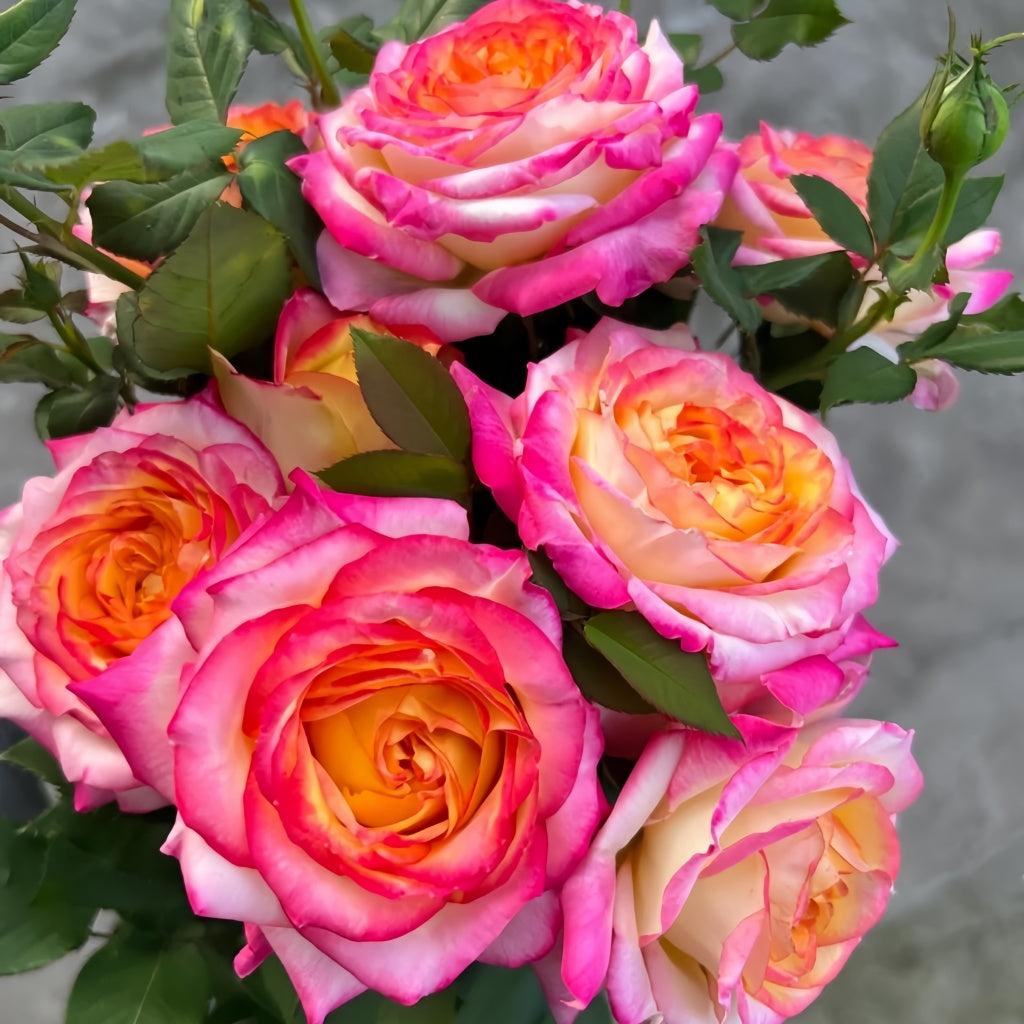 Pop Star Rose