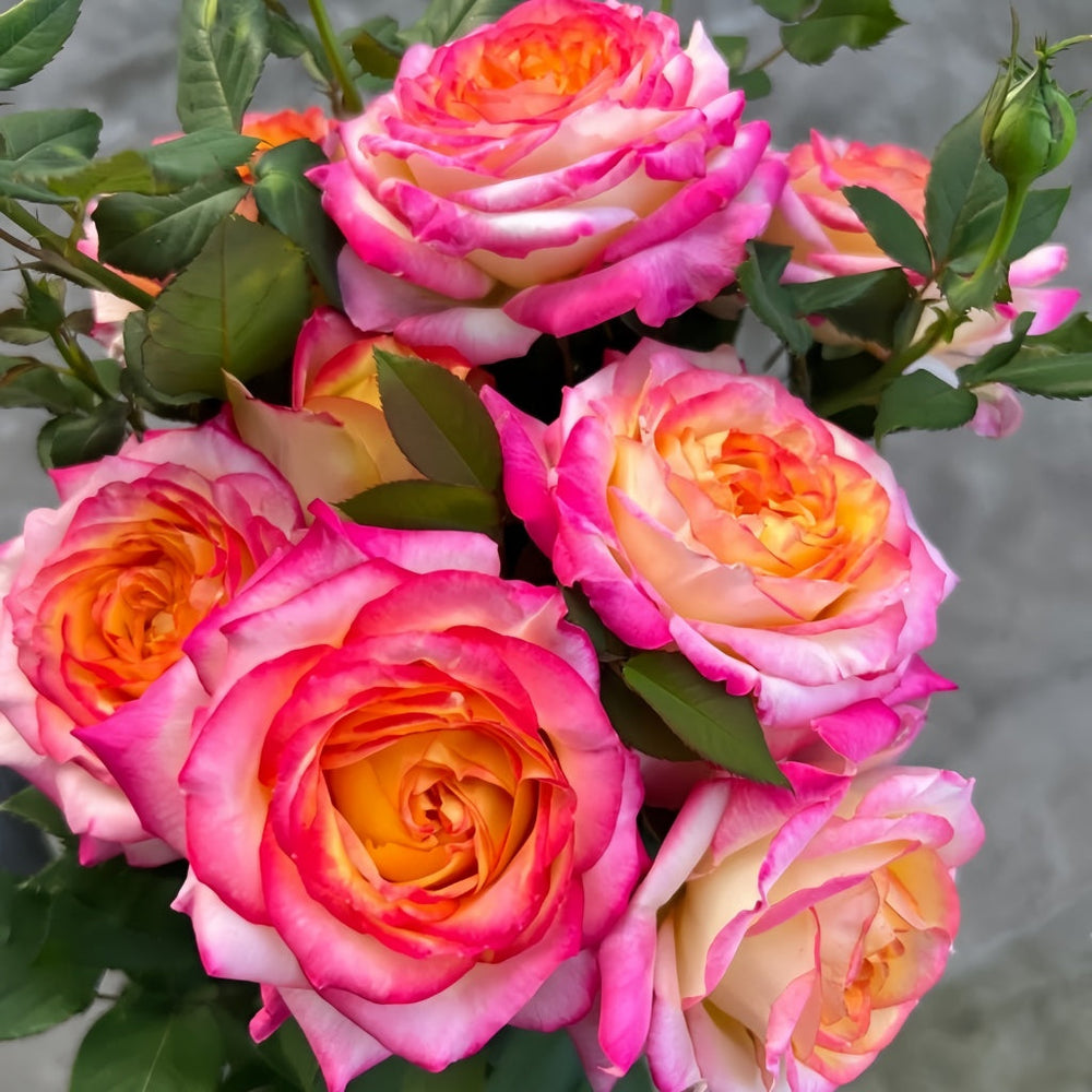 Pop Star Rose