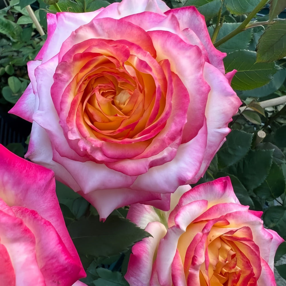 Pop Star Rose
