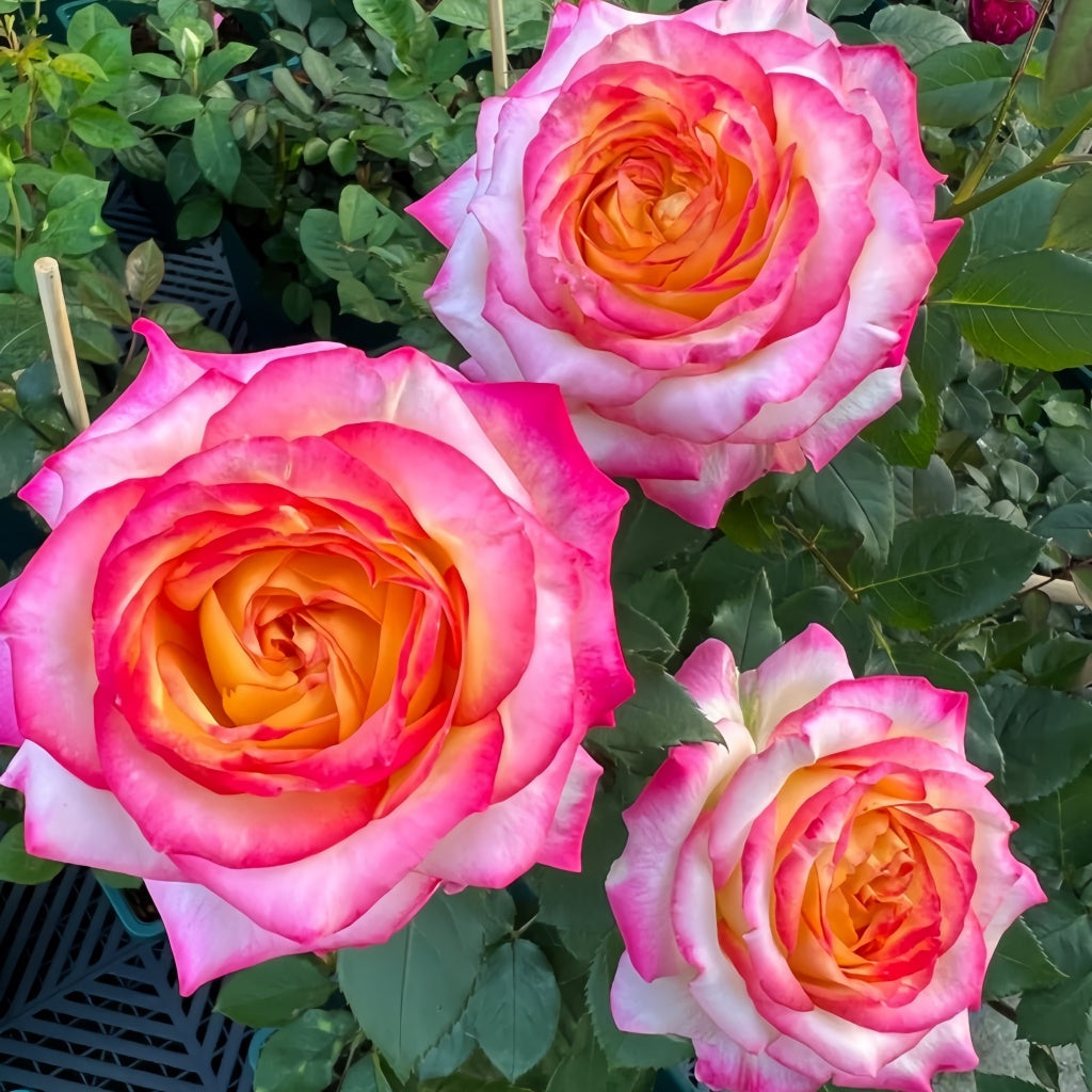 Pop Star Rose