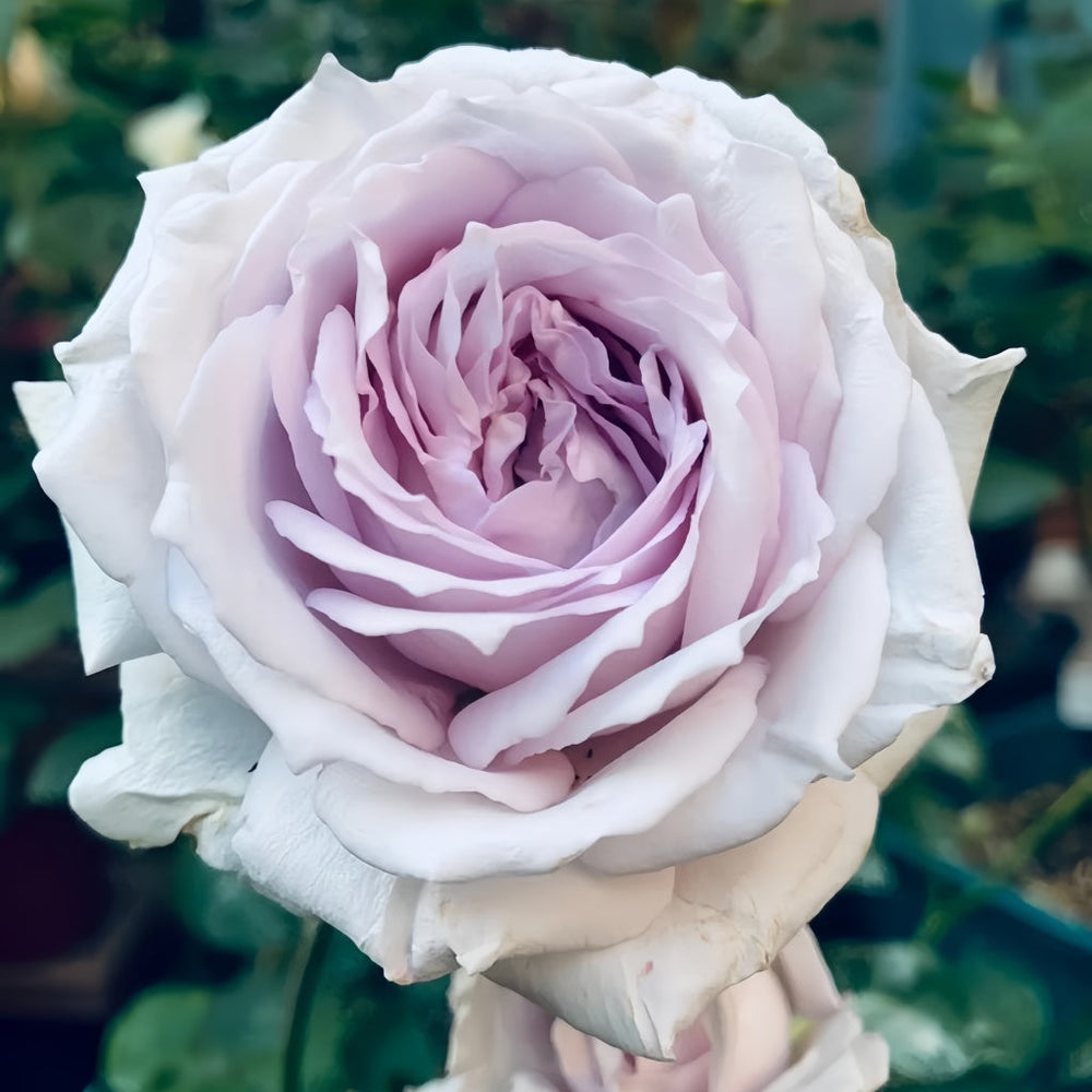 Porte Bleue Rose