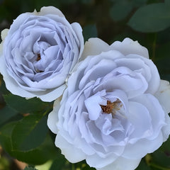Porte Bleue Rose