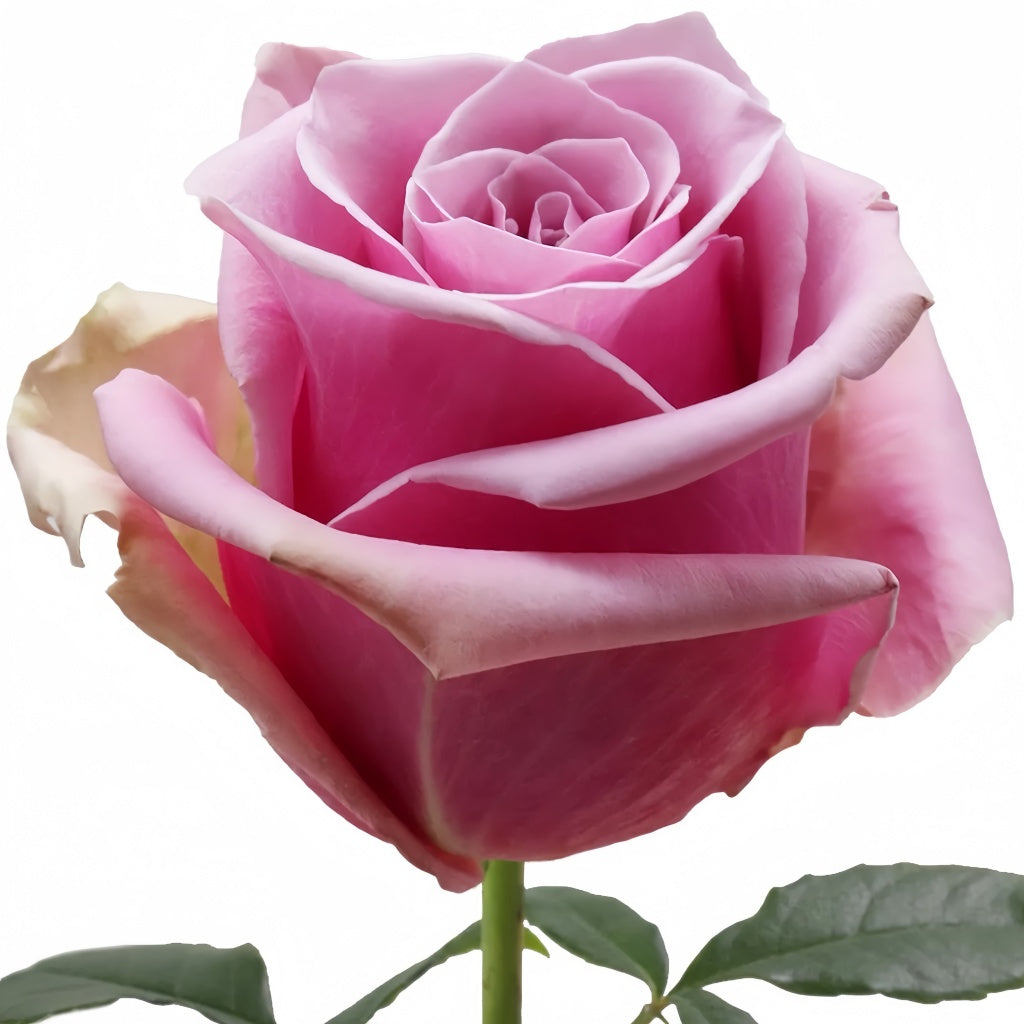 Prime Time Rose