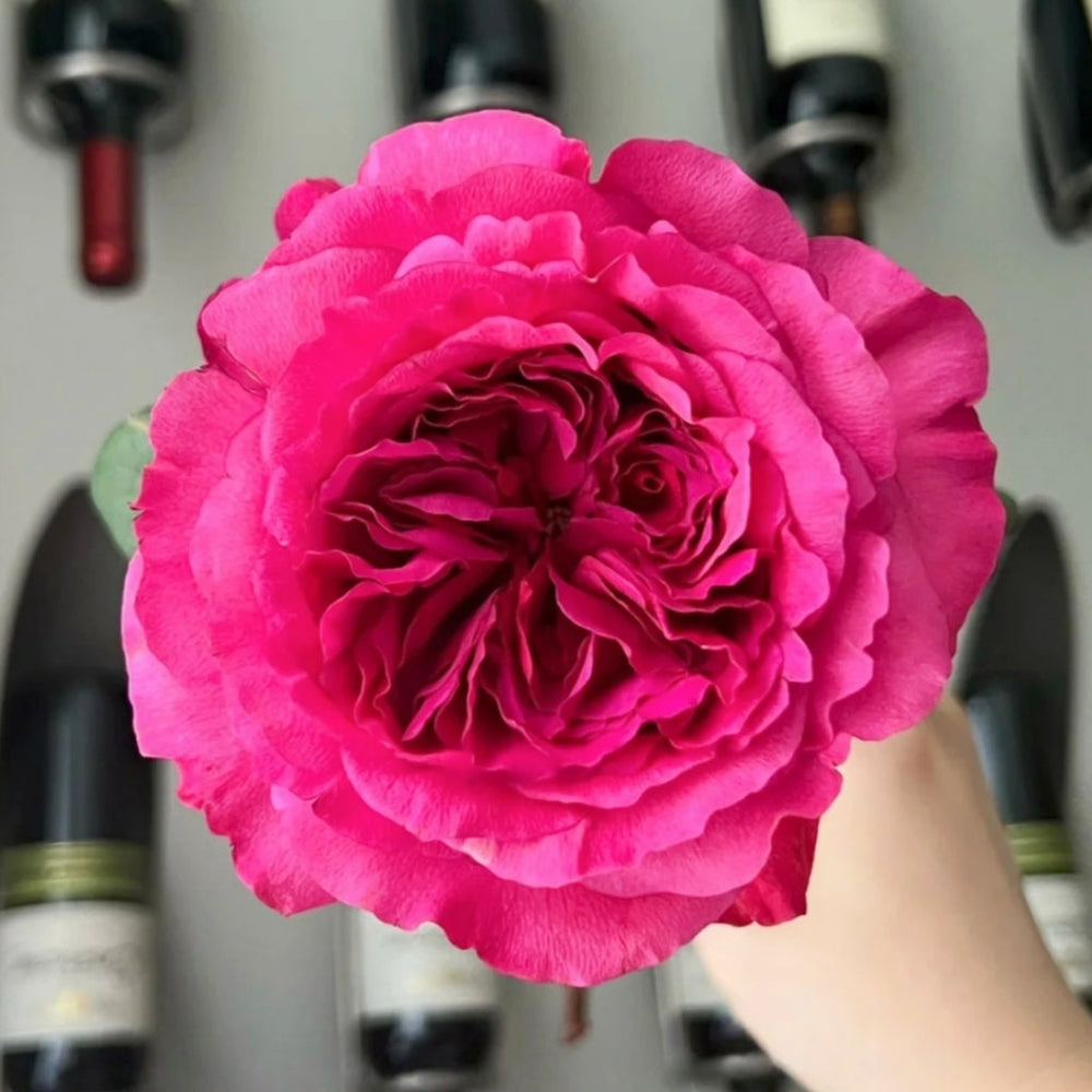 Princess Kishi Rose