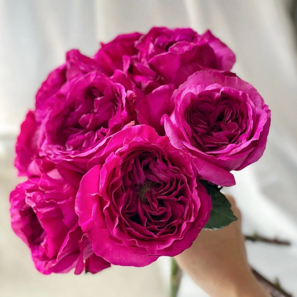 Princess Kishi Rose