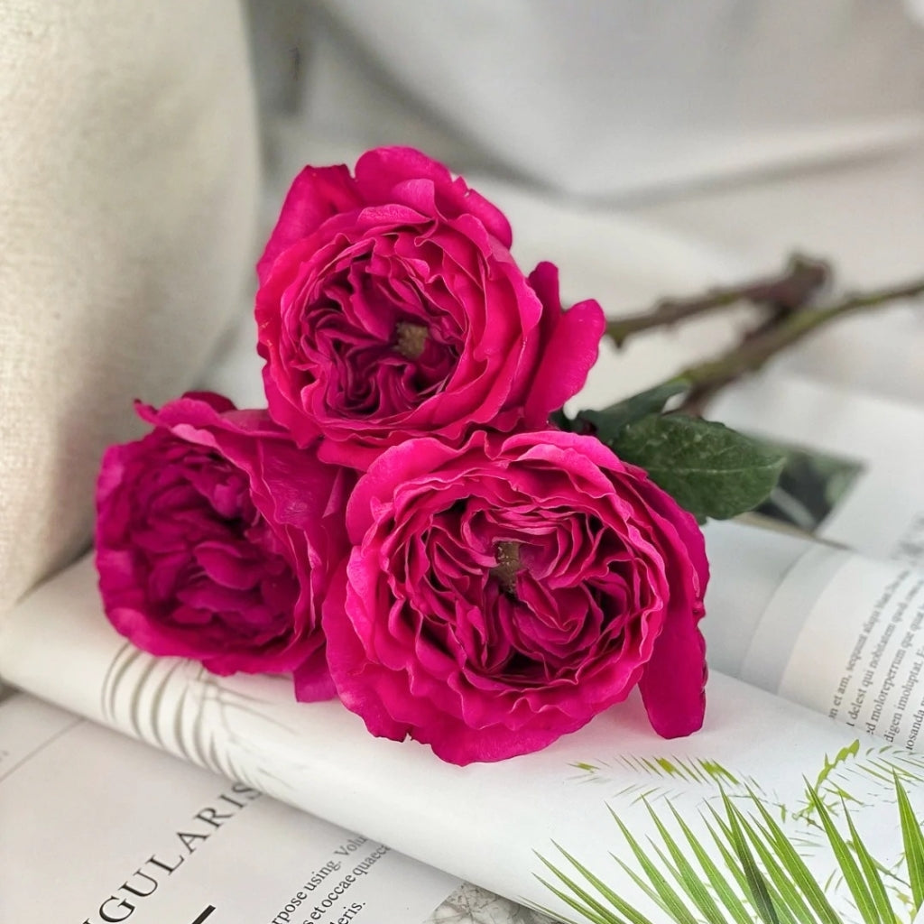 Princess Kishi Rose