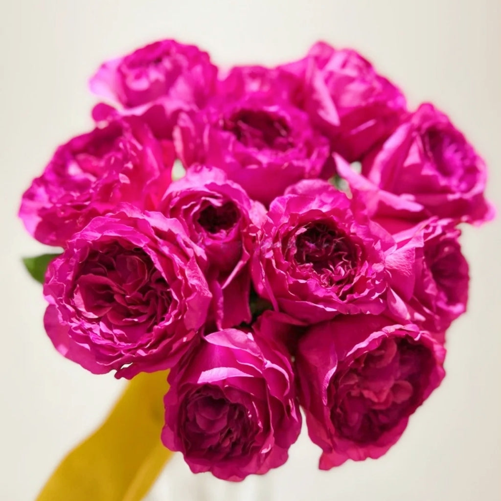 Princess Kishi Rose