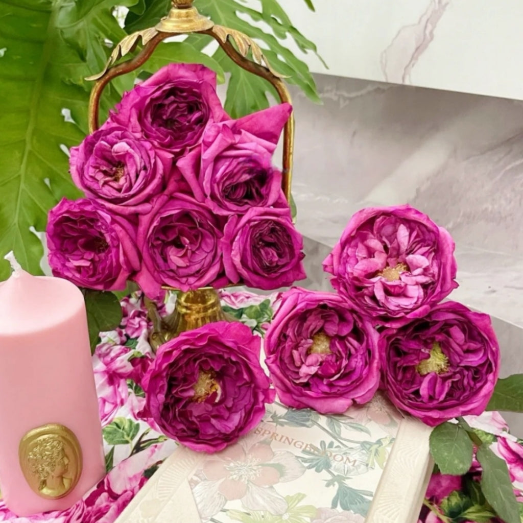 Princess Kishi Rose