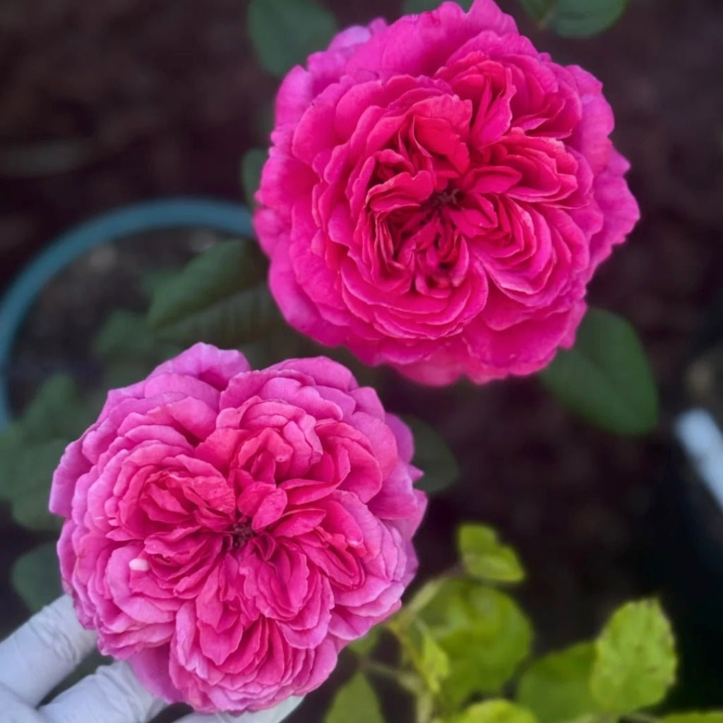 Princess Kishi Rose