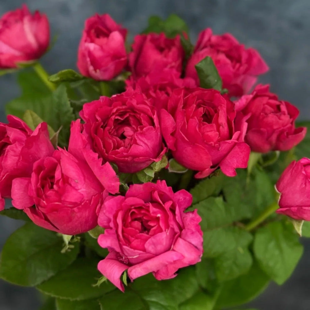 Princess Kishi Rose