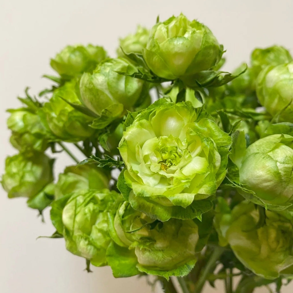 Princess Midori Rose