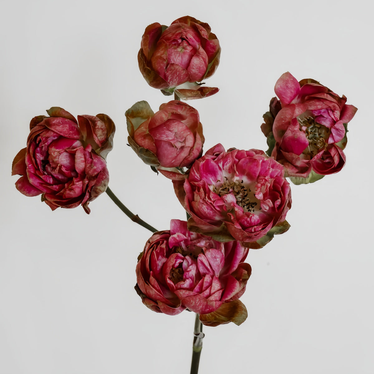 Princess Pinku Rose