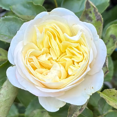 Priscilla Rose