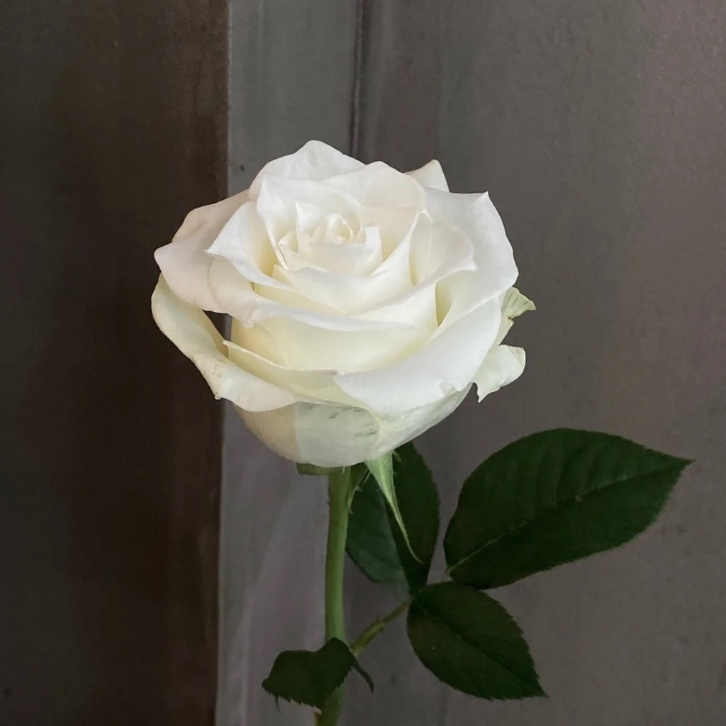 Proud Rose
