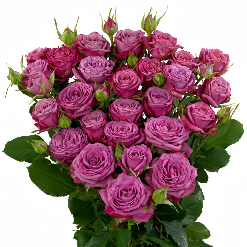 Purple Queen Rose