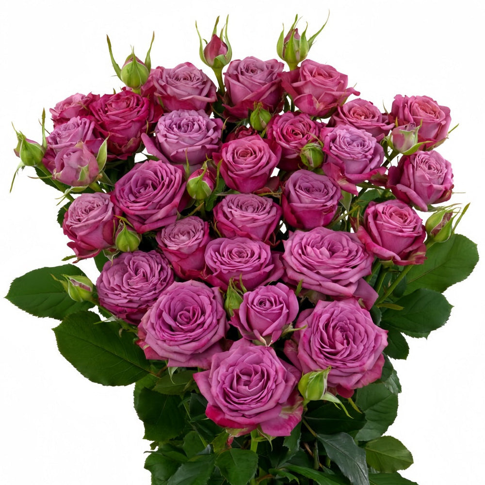 Purple Queen Rose