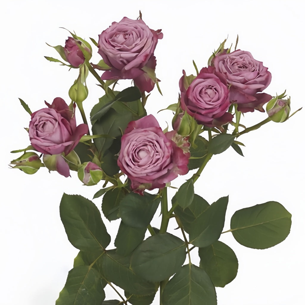 Purple Queen Rose