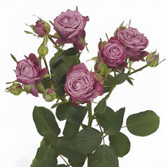 Purple Queen Rose