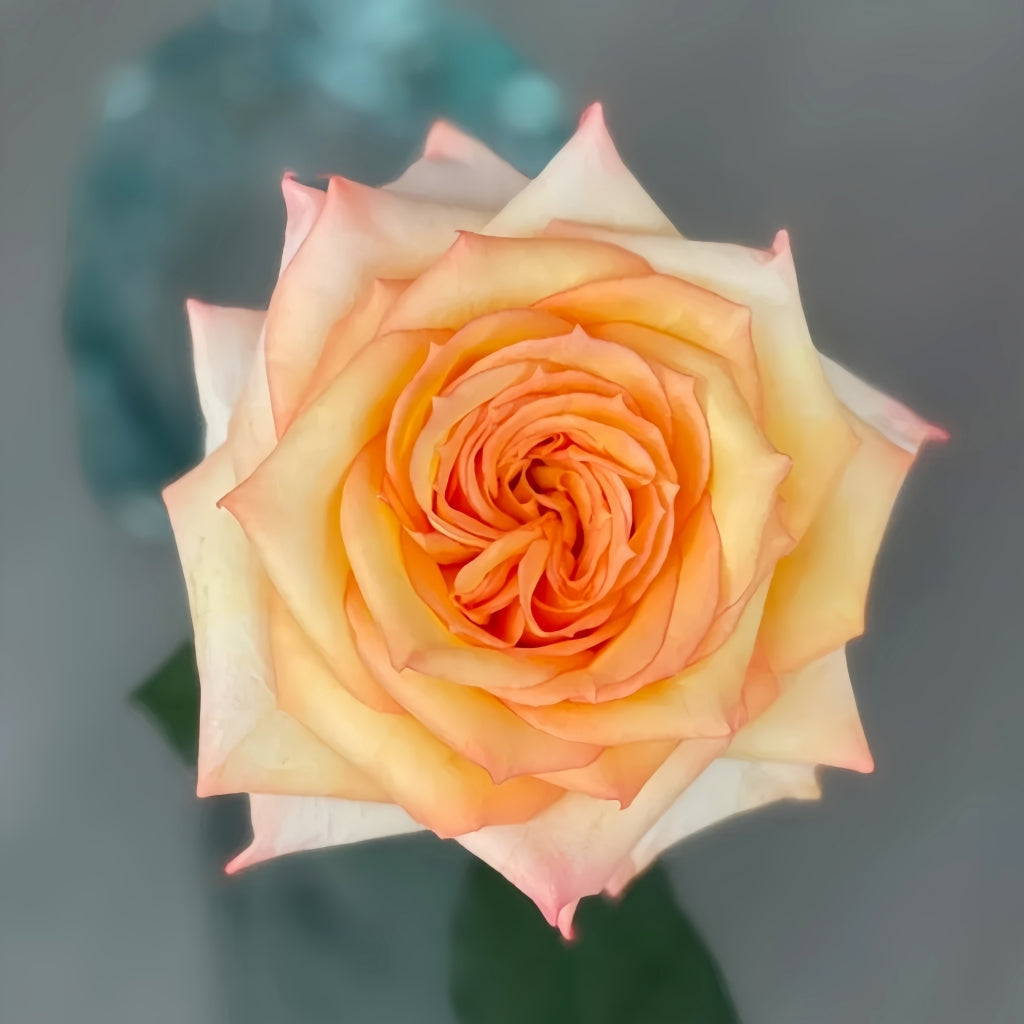 Qiumu Rose