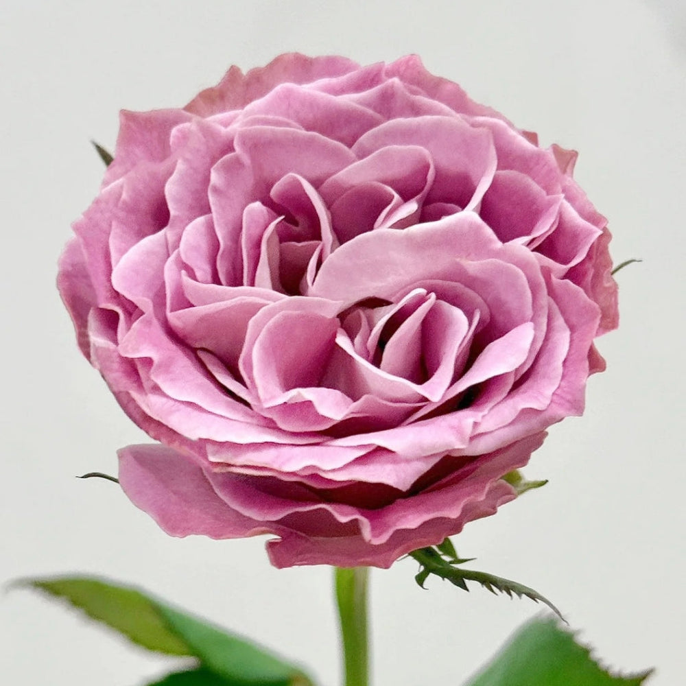Qiuzi Rose