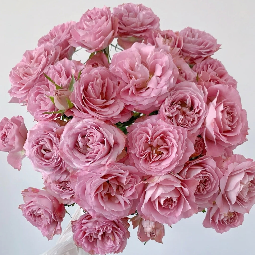 Qiuzi Rose