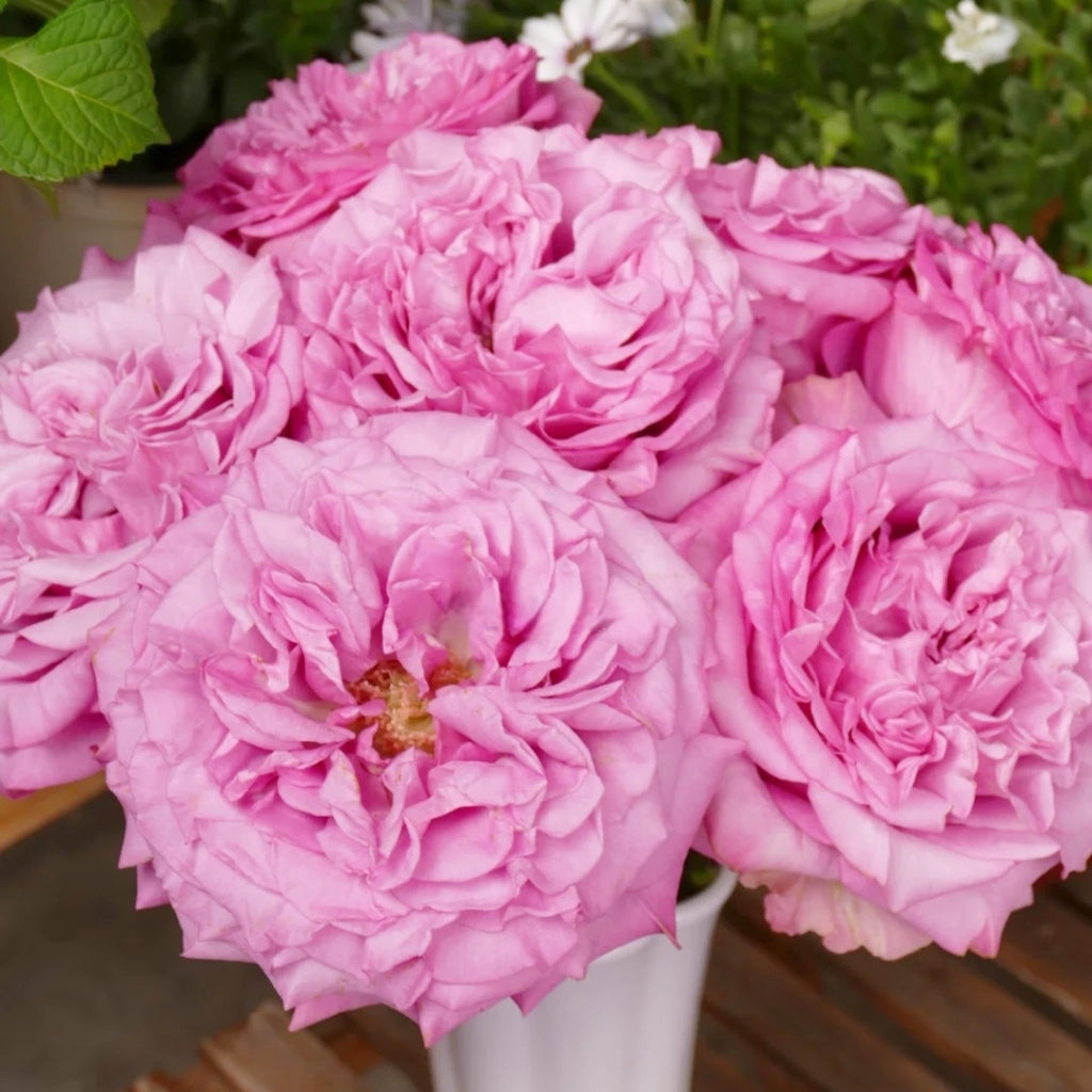 Queen's Crown Rose