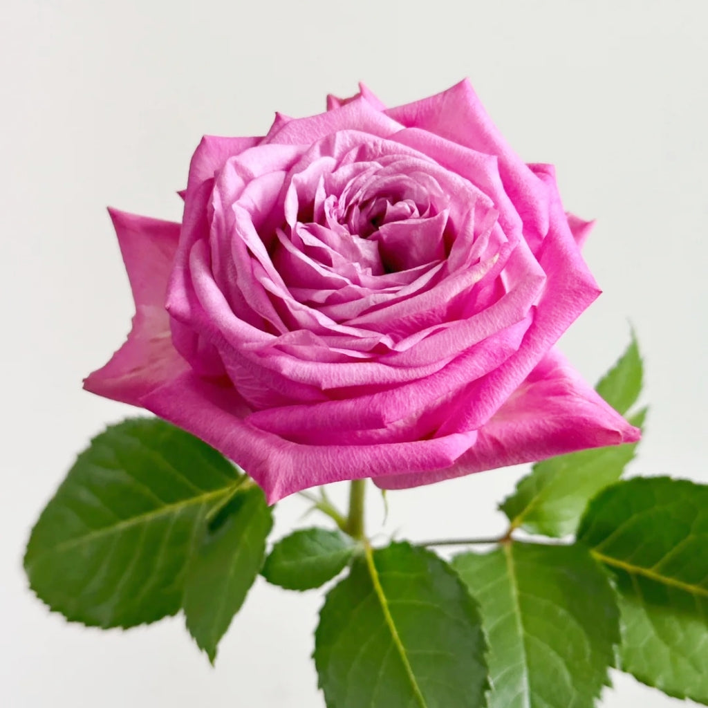 Queen's Crown Rose