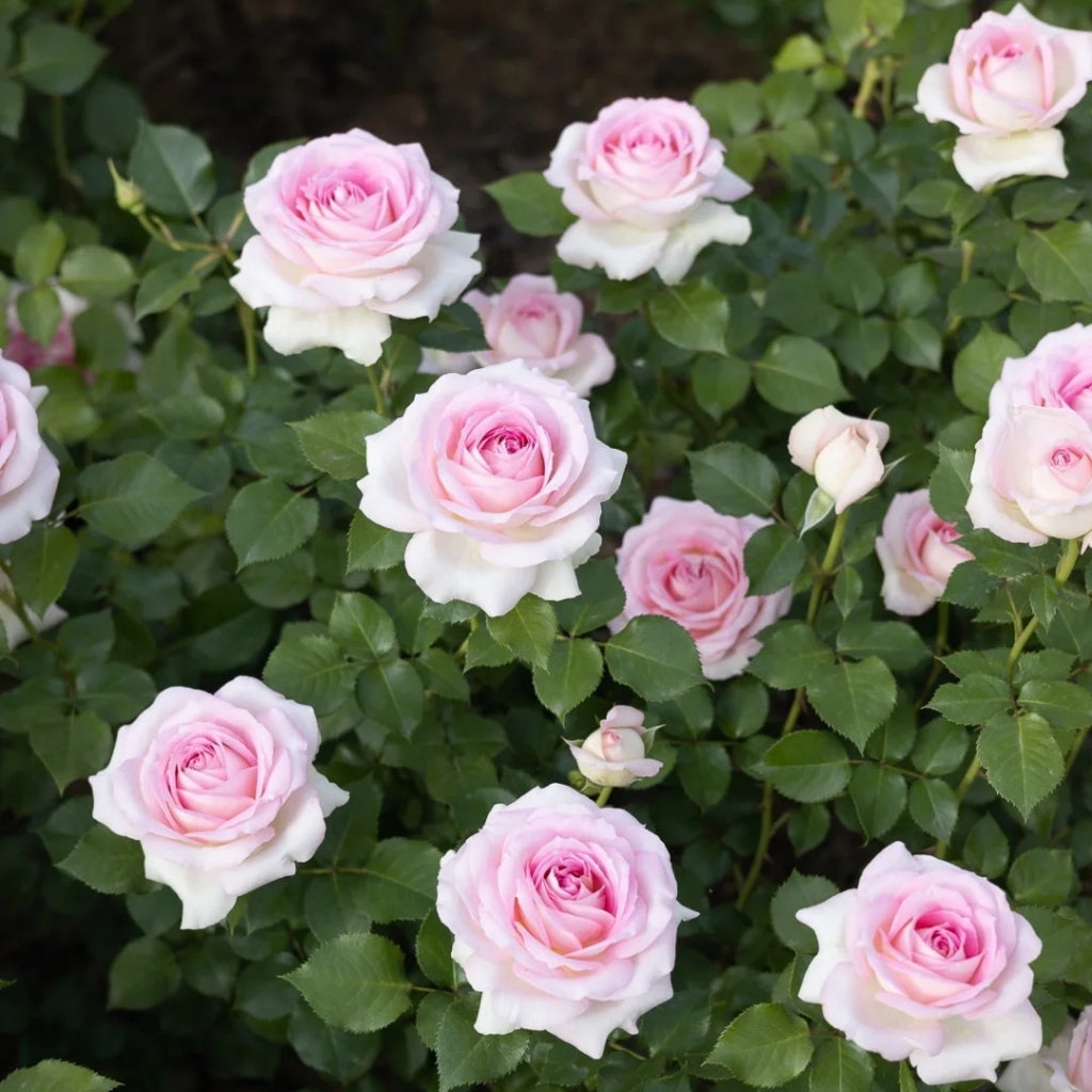 Ragazza Rose