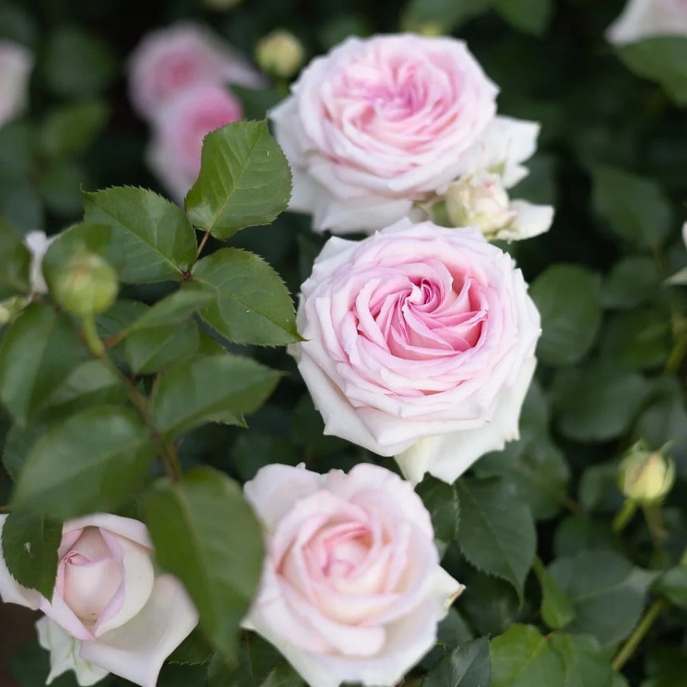 Ragazza Rose