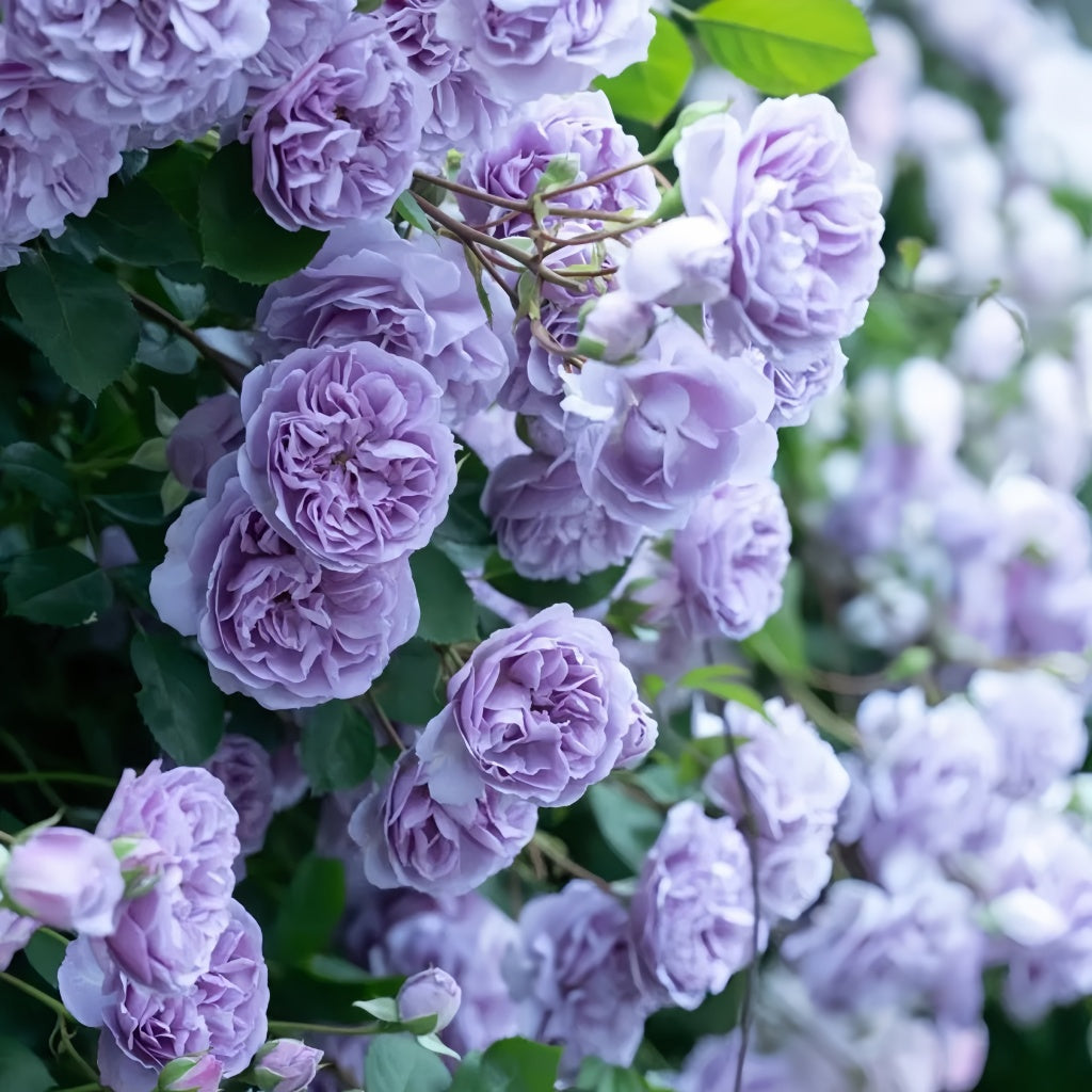 Rainy Blue Rose