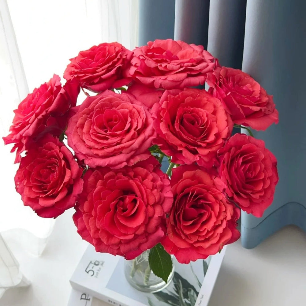 Red Chamber Rose