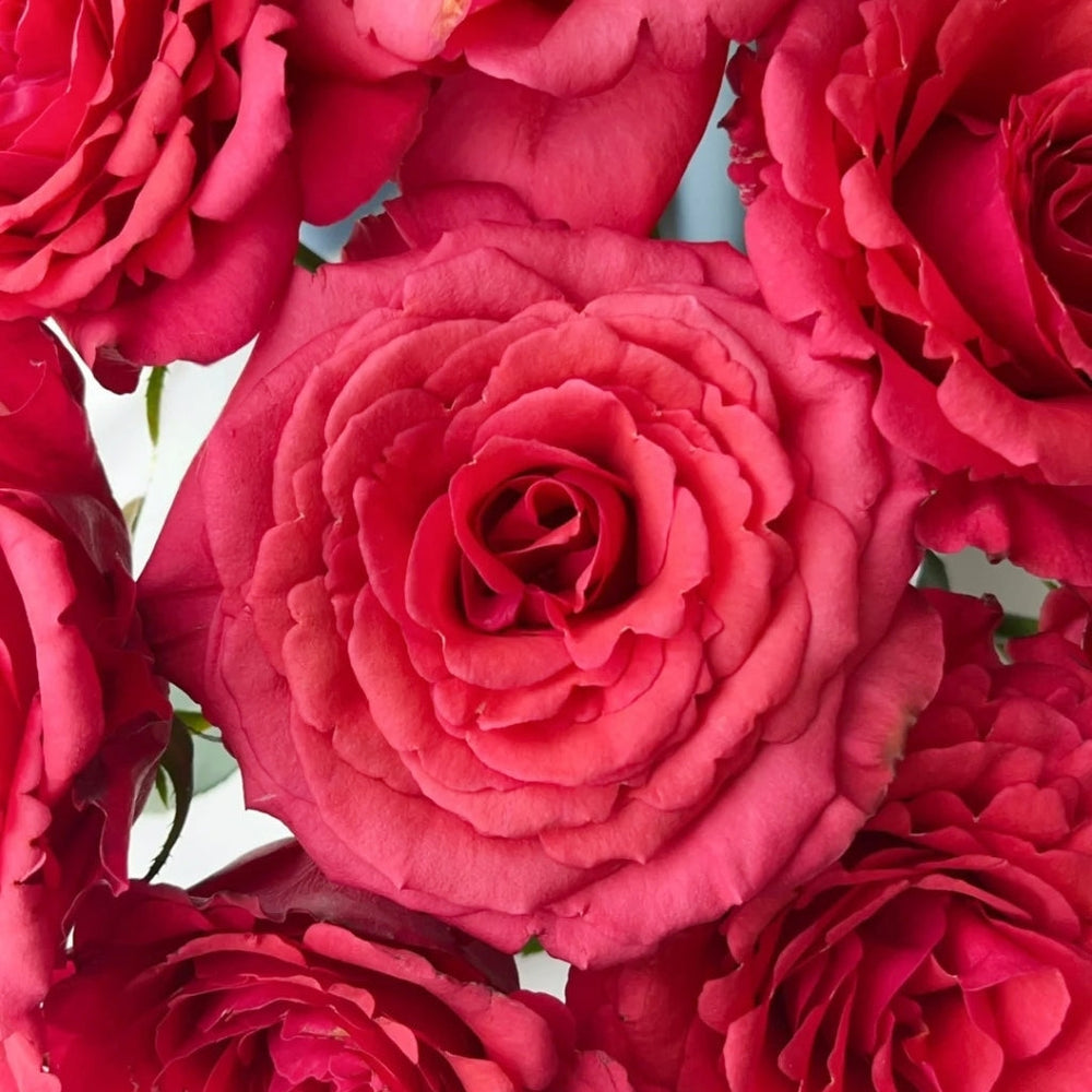 Red Chamber Rose