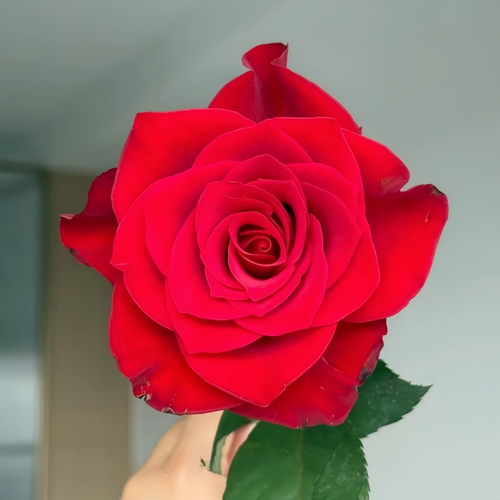 Red Feather Rose