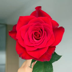 Red Feather Rose